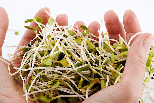 포토 JPG 해외이미지 음식 백그라운드 잎 패턴 농업 다이어트 채소 재료 자연 추상 건조 건강 종류 씨앗 사람없음 초록색 새싹 주방 샐러드 흰색 하트 신선 냄비 낟알 시리얼 먹기 허브 유기농 질감 날것 아로마 뿌리 고립 대두 식욕 채식주의자 칼슘 해외202004 해외포토 모양 식물 웰빙 산업 컬러 무늬 모션 솥 생태계 채식 파일형식 이미지허브