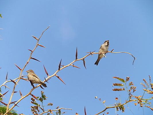 포토 JPG 해외이미지 나무 식물 잎 날개 자연 조류 하늘 앉기 사람없음 야외 초록색 파란색 봄 나뭇가지 개화 깃털 꼬리 부리 참새 감시 아카시아 집게발 해외202004 해외포토 동물 계절 꽃 컬러 모션 생태계 파일형식 이미지허브