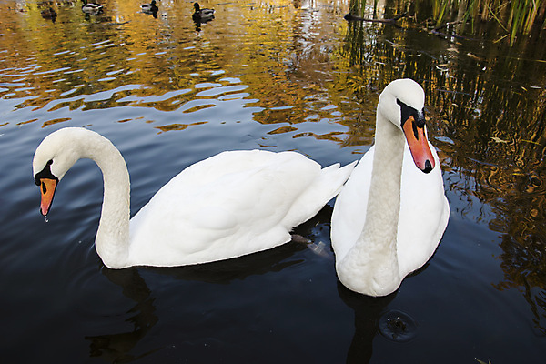 포토 JPG 해외이미지 주간 호수 두마리 사람없음 야외 백조 해외202004 해외포토 자연요소 2 조류 파일형식 이미지허브