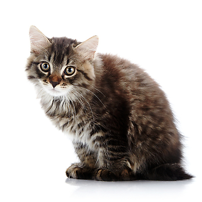 포토 JPG 해외이미지 동물 척추동물 오렌지 장난 포유류 자연 수염 털 사람없음 반려동물 농장 노란색 검은색 고양이 줄무늬 우정 회색 아기 작음 오브젝트 호기심 꼬리 귀 육식동물 얼룩무늬 솜털 수의사 집게발 해외202004 해외포토 감정 컬러 컨셉 무늬 농업 과일 사람 신체부위 친구 의사 크기 생태계 파일형식 이미지허브