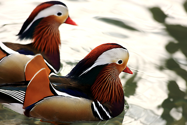 포토 JPG 해외이미지 동물 남자 호수 야생동물 2 날개 자연 조류 오리 사람없음 야외 빨간색 초록색 물 파란색 강 컬러풀 갈색 검은색 수영 흰색 닫기 저녁 깃털 부리 해외202004 해외포토 자연요소 컬러 모션 사람 수상스포츠 야간 생태계 파일형식 이미지허브