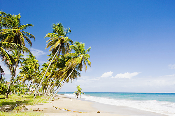 포토 JPG 해외이미지 나무 식물 외관 바다 섬 여행 자연 휴가 손바닥 풍경 해변 사람없음 야외 여름 야자수 미국 침묵 고요 만 세계여행 중앙아메리카 고독 조용 카리브해 내추럴 서인도제도 파라다이스 해외202004 해외포토 손 계절 감정 북아메리카 아메리카 세계 소리 생태계 파일형식 이미지허브