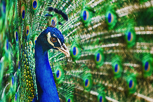 포토 JPG 해외이미지 자연 조류 사람없음 공작 깃털 꼬리 동물상 해외202004 해외포토 동물 조형물 생태계 파일형식 이미지허브