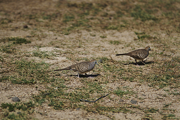 포토 JPG 해외이미지 동물 야생동물 선 날개 자연 조류 사람없음 야외 갈색 회색 작음 깃털 비둘기 하와이 부리 얼룩말 땅바닥 해외202004 해외포토 컬러 바닥 미국 말_동물 크기 생태계 파일형식 이미지허브