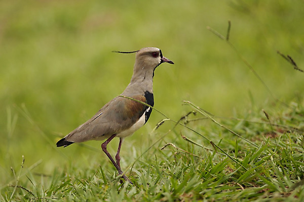 포토 JPG 해외이미지 동물 1 야생동물 자연 조류 국립공원 사람없음 갈색 미국 남아메리카 깃털 부리 아르헨티나 해외202004 해외포토 공원 컬러 북아메리카 아메리카 생태계 파일형식 이미지허브