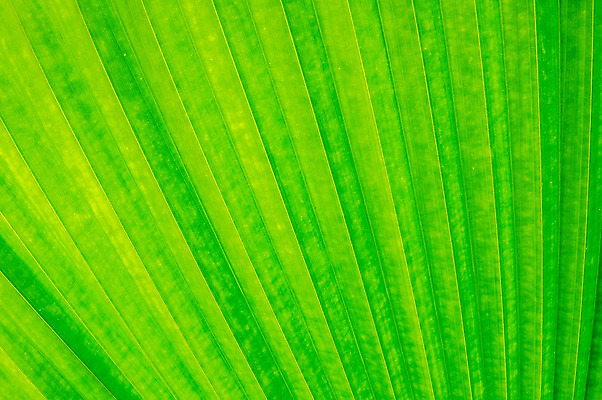 포토 JPG 해외이미지 식물 건축물 계절 선 백그라운드 잎 패턴 자연 추상 세포 건강 사람없음 초록색 여름 환경 봄 성장 신선 변화 척추 묘사 만족 유기농 생태계 질감 심플 정맥 내추럴 광합성 대칭 방법 생태학 엘리먼트 해외202004 해외포토 웰빙 교육 건축 감정 컬러 컨셉 무늬 뼈 혈관 파일형식 이미지허브