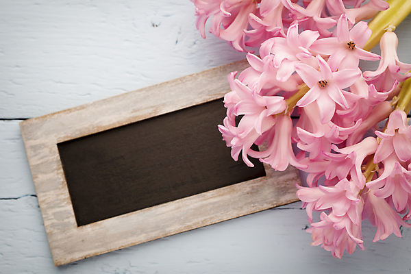 포토 JPG 해외이미지 식물 꽃 분홍색 꽃다발 잎 자연 사람없음 초록색 머리 봄 벚꽃 신선 오브젝트 블루벨 히아신스 해외202004 해외포토 계절 컬러 신체부위 생태계 파일형식 이미지허브