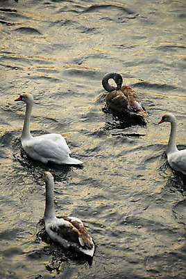 포토 JPG 해외이미지 겨울 조류 사람없음 초록색 물 강 모임 백조 폴란드 크라쿠프 많음 해외202004 해외포토 자연요소 동물 계절 유럽 컬러 컨셉 파일형식 이미지허브
