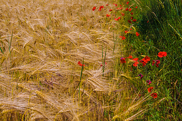 포토 JPG 해외이미지 식물 꽃 줄기 백그라운드 밭 농업 자연 건조 건강 씨앗 사람없음 야외 빨간색 여름 노란색 들꽃 수확 가을 못 황금 낟알 시리얼 보리 귀 양귀비 스파이크 내추럴 호밀 해외202004 해외포토 계절 산업 음식 컬러 곡류 신체부위 공구 생태계 파일형식 이미지허브