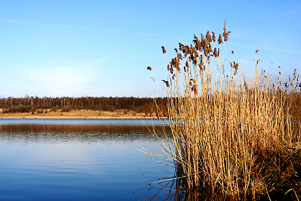 포토 JPG 해외이미지 식물 구름 응시 호수 파도 바다 백그라운드 잎 자연 하늘 바람 건조 갈대 풍경 사람없음 물 파란색 빛 갈색 가을 흰색 정상 낟알 폭풍 스카이라인 내추럴 수평선 해외202004 해외포토 자연요소 시선 계절 컬러 날씨 생태계 파일형식 이미지허브