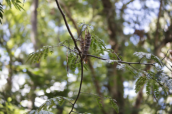 포토 JPG 해외이미지 나무 식물 계절 꽃 잎 꽃무늬 부분 자연 사람없음 야외 장식 초록색 여름 정원 봄 성장 벚꽃 나뭇가지 신선 역 실크 수줍음 다발 지중해 향기 부드러움 솜털 웅장함 이국적 해외202004 해외포토 감정 바다 컬러 무늬 교통시설 직물 감각 생태계 냄새 파일형식 이미지허브