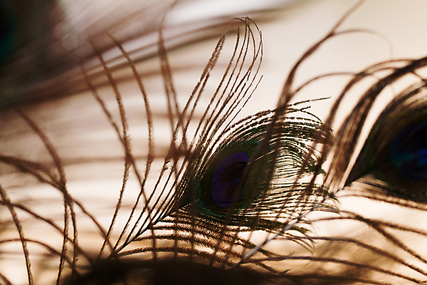 포토 JPG 해외이미지 모양 동물 백그라운드 패턴 부분 자연 조류 추상 사람없음 장식 파란색 빛 펜 공작 깃털 질감 솜털 고립 깃털펜 이국적 터키석 해외202004 해외포토 컬러 무늬 필기구 보석 생태계 파일형식 이미지허브