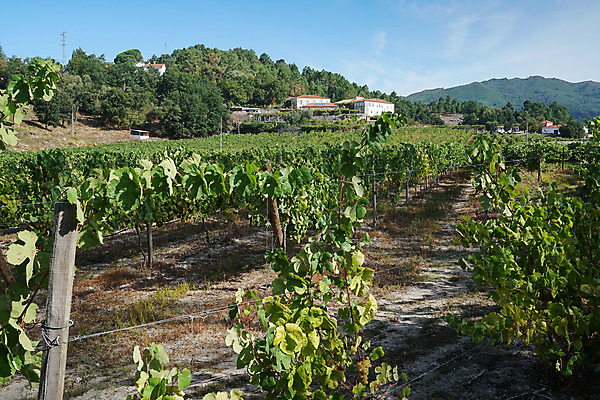 포토 JPG 해외이미지 식물 유럽 여행 밭 농업 자연 휴가 산 파노라마 풍경 사람없음 야외 관광지 마을 환경 트래킹 하이킹 시골 포르투갈 생태계 포도밭 서식지 내추럴 순례 산맥 해외202004 해외포토 나라 산업 레저 촬영기법 파일형식 이미지허브