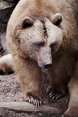 포토 JPG 해외이미지 동물 야생동물 곰 포유류 자연 털 동물원 사람없음 갈색 상승 내추럴 힘찬 해외202004 해외포토 컬러 컨셉 생태계 파일형식 이미지허브