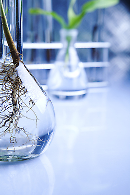 포토 JPG 해외이미지 식물 실내 실험 사람없음 아웃포커스 화학 실험실 뿌리 유리관 화학실험 둥근플라스크 해외202004 해외포토 과학 촬영기법 실험기구 내부 플라스크 파일형식 이미지허브