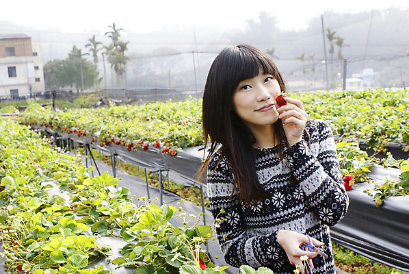 포토 JPG 해외이미지 직업 밭 과일 딸기 산 한명 동양인 빨간색 봄 신선 해외202004 해외포토 1 계절 컬러 농업 사람 인종 파일형식 이미지허브