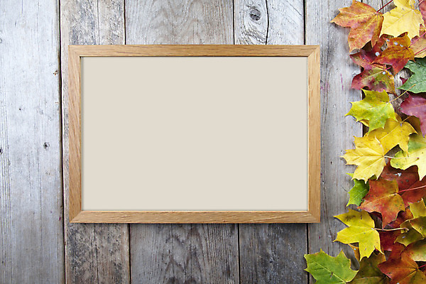 포토 JPG 해외이미지 계절 백그라운드 잎 오렌지 자연 프레임 사람없음 목재 빨간색 노란색 가을 흰색 그런지 옛날 해외202004 해외포토 나무 식물 컬러 과일 재료 생태계 파일형식 이미지허브