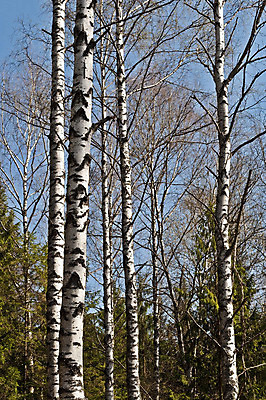 포토 JPG 해외이미지 나무 식물 줄기 자연 하늘 날씨 풍경 사람없음 야외 목재 초록색 빛 태양 맑음 봄 흰색 신선 숲 러시아 나무껍질 전나무 자작나무 해외202004 해외포토 자연요소 계절 유럽 컬러 재료 껍질 생태계 파일형식 이미지허브