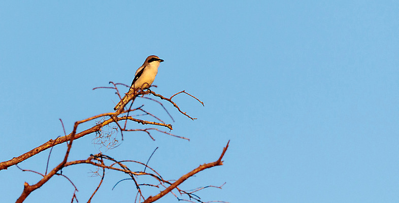포토 JPG 해외이미지 조류 가면 사람없음 깃털 플로리다 해외202004 해외포토 동물 미국 파일형식 이미지허브