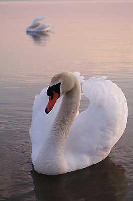 포토 JPG 해외이미지 주간 한마리 호수 사람없음 야외 백조 해외202004 해외포토 자연요소 1 조류 파일형식 이미지허브