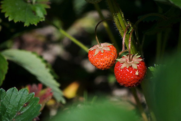 포토 JPG 해외이미지 딸기 건강 사람없음 빨간색 여름 정원 신선 달콤 맛 숲 원예 해외202004 해외포토 계절 컬러 컨셉 과일 취미 파일형식 이미지허브