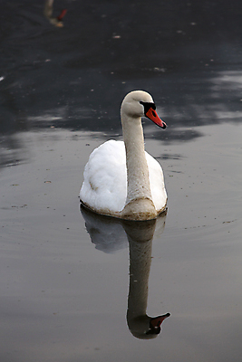 포토 JPG 해외이미지 주간 한마리 호수 사람없음 야외 백조 해외202004 해외포토 자연요소 1 조류 파일형식 이미지허브