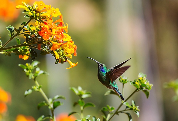 포토 JPG 해외이미지 꽃 야생동물 조류 사람없음 아웃포커스 작음 벌새 해외202004 해외포토 식물 동물 촬영기법 크기 파일형식 이미지허브