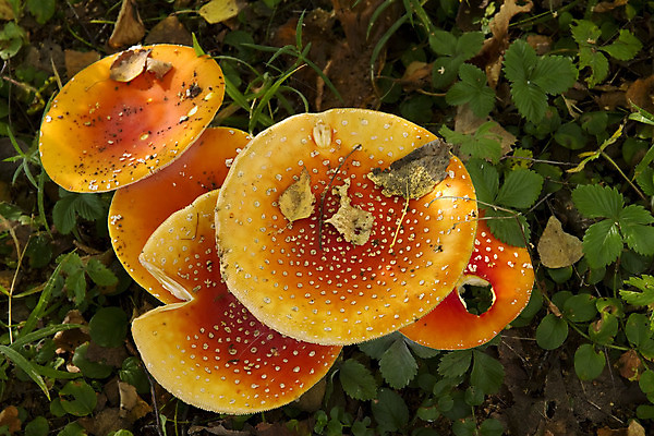 포토 JPG 해외이미지 나무 자연 이끼 사람없음 여름 버섯 가을 숲 곰팡이 그물버섯 해외202004 해외포토 식물 계절 생태계 파일형식 이미지허브