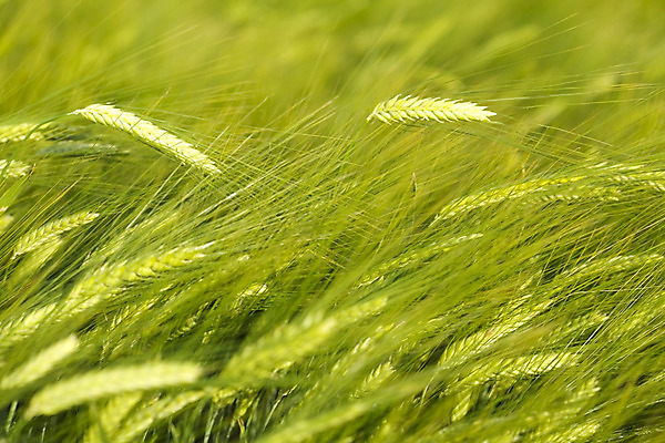 포토 JPG 해외이미지 나무 구름 밭 농업 자연 하늘 풍경 사람없음 목재 초록색 파란색 태양 농장 농촌 4월 시리얼 양귀비 폴란드 평야 해외202004 해외포토 자연요소 식물 꽃 유럽 산업 음식 컬러 재료 시골 날짜 생태계 파일형식 이미지허브