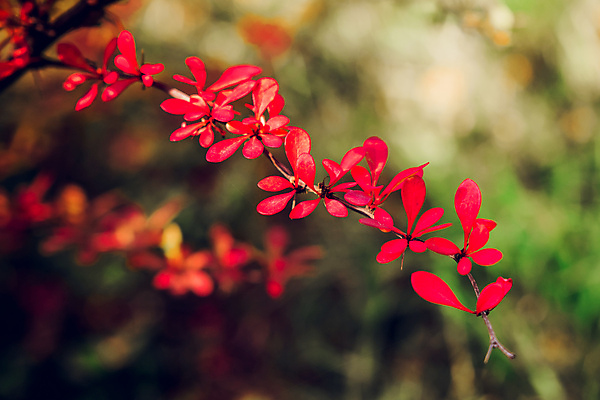 포토 JPG 해외이미지 나무 식물 공원 열매 꽃잎 꽃 분홍색 잎 꽃무늬 밭 오렌지 자연 사람없음 빨간색 초록색 여름 노란색 정원 봄 벚꽃 가을 나뭇가지 개화 사과 데이지 내추럴 해외202004 해외포토 계절 공공시설 컬러 무늬 농업 과일 생태계 파일형식 이미지허브