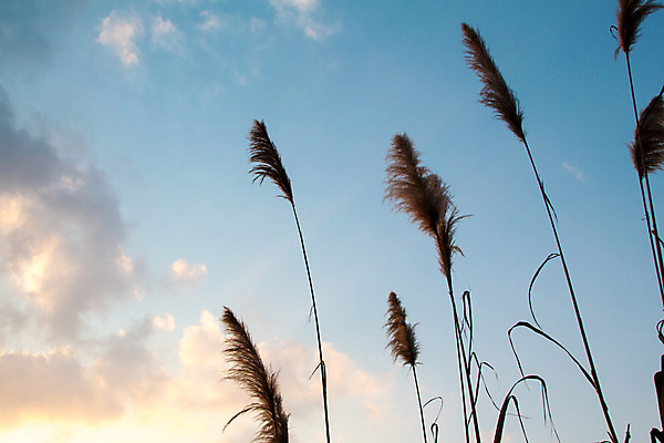 포토 JPG 해외이미지 식물 꽃 음식 줄기 섬 백그라운드 잎 밭 농업 자연 지팡이 하늘 풍경 사람없음 야외 초록색 여름 파란색 농작물 컬러풀 농장 환경 일몰 에너지 수확 성장 시골 땅 설탕 밀짚 내추럴 모리셔스 밭일 사탕수수 해외202004 해외포토 계절 산업 컬러 노을 짚 생태계 파일형식 이미지허브