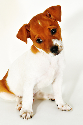 포토 JPG 해외이미지 동물 1 행복 백그라운드 포유류 사람없음 반려동물 갈색 흰색 개 강아지 작음 가득함 호기심 고립 해외202004 해외포토 감정 컬러 컨셉 크기 파일형식 이미지허브