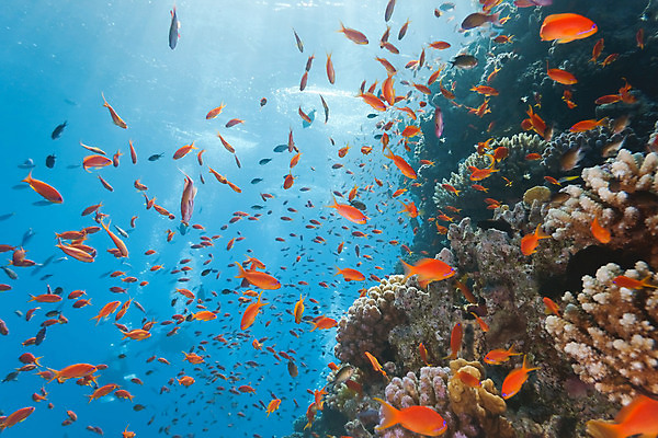 포토 JPG 해외이미지 식물 동물 야생동물 자연 어류 사람없음 물 수중 산호 다이빙 부드러움 암초 동물상 소금물 해외202004 해외포토 자연요소 조형물 수영 수중동물 감각 자포동물 생태계 수중스포츠 파일형식 이미지허브