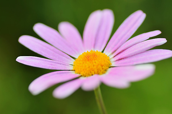 포토 JPG 해외이미지 식물 계절 꽃잎 꽃 아시아 백그라운드 꽃무늬 오렌지 자연 사람없음 야외 가로 빨간색 초록색 여름 컬러풀 노란색 정원 일본 보라색 봄 활발 벚꽃 흰색 신선 개화 닫기 원예 질감 데이지 보케 향기 내추럴 강렬 고립 그리너리 해외202004 해외포토 나라 컬러 컨셉 무늬 과일 모션 취미 생태계 냄새 파일형식 트랜드컬러 이미지허브