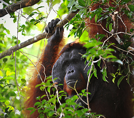 포토 JPG 해외이미지 동물 남자 감정 아시아 얼굴 야생동물 포유류 자연 종류 성인 사람없음 가로 갈색 숲 열대우림 인도네시아 유인원 말레이시아 배려 인구 지능 힘찬 해외202004 해외포토 나라 컬러 컨셉 사람 신체부위 생태계 파일형식 이미지허브