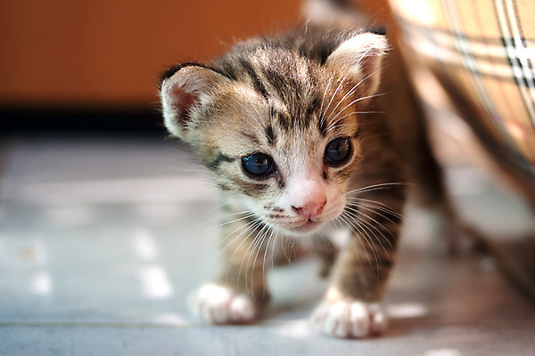 포토 JPG 해외이미지 동물 1 응시 여자 새끼 백그라운드 겨울 장난 휴식 수염 사람없음 반려동물 귀여움 고양이 줄무늬 우유 흰색 아기 신생아 작음 호기심 꼬리 사냥 엽서 위치 거짓말 걸음마 총구 해외202004 해외포토 시선 계절 감정 컬러 컨셉 무늬 포유류 모션 유제품 사람 크기 편지 파일형식 이미지허브