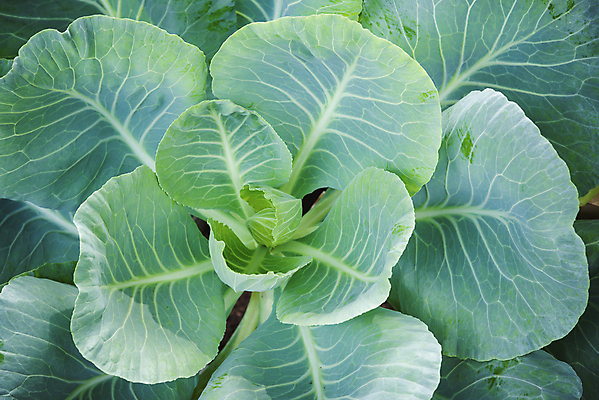 포토 JPG 해외이미지 식물 음식 백그라운드 잎 밭 농업 다이어트 채소 재료 부분 자연 프레임 건강 사람없음 야외 초록색 여름 농작물 농장 머리 정원 봄 샐러드 수확 성장 신선 땅 먹기 가득함 싱글 유기농 원예 양배추 날것 국산 내추럴 밭일 채식주의자 세련 해외202004 해외포토 웰빙 계절 산업 컬러 모션 취미 신체부위 생태계 채식 파일형식 이미지허브