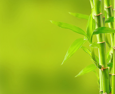 포토 JPG 해외이미지 나무 식물 아시아 문화 선 줄기 백그라운드 잎 패턴 자연 사람없음 장식 초록색 우주 환경 정원 일본 스파 중국 활발 성장 흰색 나뭇가지 신선 행운 이슬 대나무 원예 동쪽 내추럴 생태학 총쏘기 세련 해외202004 해외포토 교육 나라 컬러 컨셉 무늬 모션 취미 방향 생태계 파일형식 이미지허브
