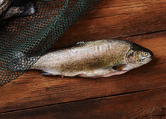 포토 JPG 해외이미지 동물 음식 자연 낚시 도마 피곤 어류 사람없음 목재 물 빛 공구 신선 그물 은색 해산물 소금 지느러미 건강식 민물 송어 핸드메이드 생존 해외202004 해외포토 자연요소 나무 컬러 컨셉 재료 주방용품 레저 수중동물 도구 생태계 파일형식 이미지허브
