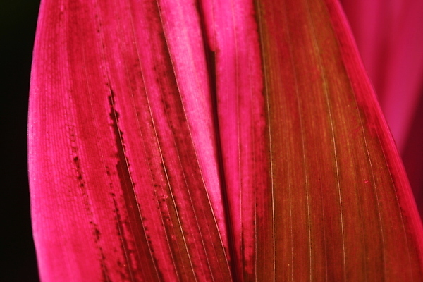 포토 JPG 해외이미지 식물 잎 열대 사람없음 가로 빨간색 묘사 정맥 해외202004 해외포토 컬러 혈관 파일형식 이미지허브