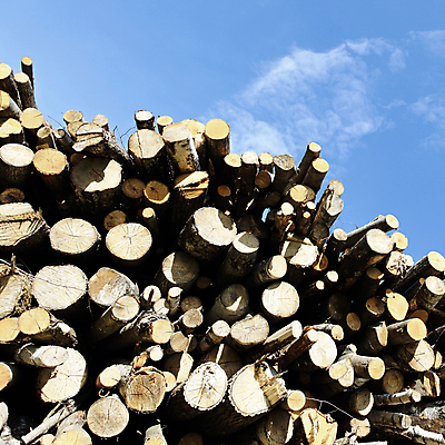 포토 JPG 해외이미지 나무 구름 가구 자연 하늘 사람없음 목재 파란색 쌓기 재활용 에너지 성장 반지 업무 상품 숲 장작 자르기 내추럴 생태학 수목 가문비나무 해외202004 해외포토 자연요소 식물 교육 컬러 생활용품 재료 장신구 모션 작업 친환경 생태계 파일형식 이미지허브