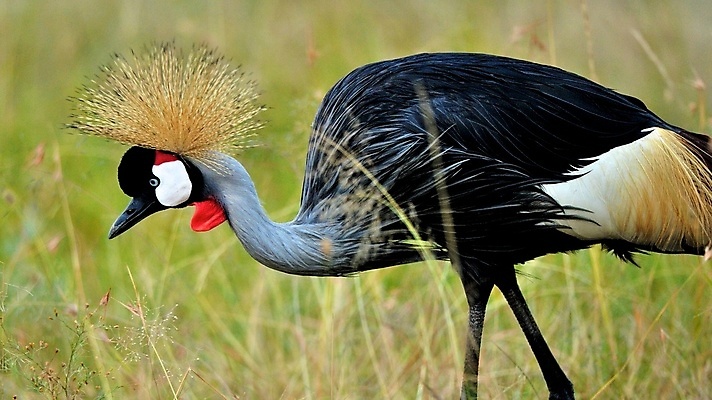 포토 JPG 해외이미지 동물 응시 꽃 야생동물 분홍색 날개 노래 아프리카 자연 조류 국립공원 사람없음 야외 초록색 파란색 빛 컬러풀 한개 노란색 보라색 나뭇가지 관찰 황무지 작음 수분 깃털 독수리 열대기후 우간다 탄자니아 해외202004 해외포토 나무 식물 1 시선 공원 나라 음악 컬러 모션 크기 생태계 파일형식 이미지허브