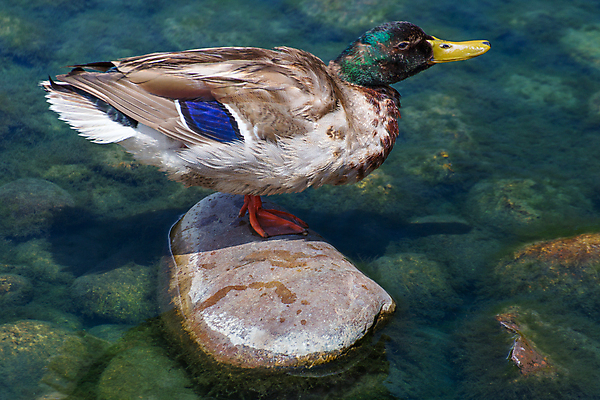 포토 JPG 해외이미지 동물 1 공원 남자 길 호수 야생동물 날개 자연 조류 오리 사람없음 야외 옆모습 초록색 물 강 컬러풀 반사 갈색 수영 흰색 연못 깃털 싱글 사냥 부리 물새 청둥오리 고립 동물상 해외202004 해외포토 자연요소 공공시설 뷰포인트 컬러 사람 조형물 수상스포츠 생태계 파일형식 이미지허브