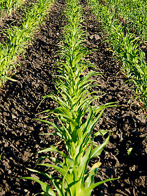 포토 JPG 해외이미지 식물 계절 음식 밭 농업 자연 하늘 옥수수 풍경 사람없음 야외 초록색 여름 햇빛 농장 새싹 일출 환경 맑음 일몰 봄 광선 시골 땅 장면 밭일 해외202004 해외포토 산업 컬러 날씨 곡류 태양 노을 생태계 파일형식 이미지허브