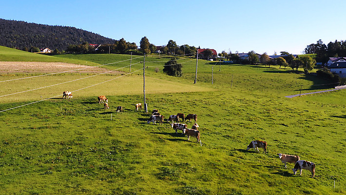 포토 JPG 해외이미지 동물 유럽 산업 음식 밭 농업 포유류 자연 조류 산 안테나 육류 사람없음 야외 초록색 농장 농경지 갈색 가축 목장 소고기 우유 가을 농촌 시골 소 군중 방목 장면 드론 밭일 수유 슬로베니아 찰과상 해외202004 해외포토 계절 나라 컬러 식재료 통신 유제품 사람 축산업 상처 생태계 파일형식 이미지허브