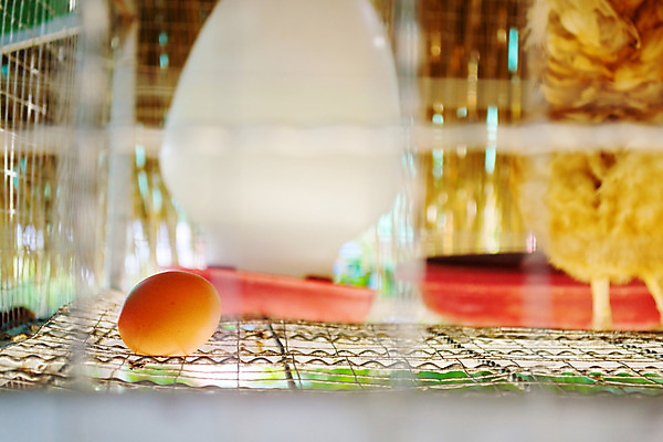 포토 JPG 해외이미지 동물 음식 농업 자연 사람없음 농장 갈색 쌓기 바구니 계란 치킨 흰색 신선 둥지 볏짚 깃털 날것 밀짚 단백질 밭일 암탉 해외202004 해외포토 산업 컬러 모션 알 닭 짚 암컷 생태계 닭고기요리 영양소 파일형식 이미지허브