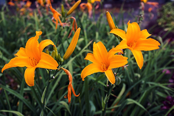포토 JPG 해외이미지 식물 계절 공원 꽃 섬 밭 오렌지 자연 사람없음 야외 초록색 컬러풀 산타클로스 와인 정원 봄 신선 도시 닫기 포르투갈 내추럴 해외202004 해외포토 공공시설 유럽 컬러 크리스마스 농업 과일 모션 주류 생태계 파일형식 이미지허브
