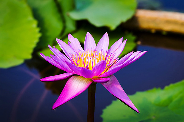 포토 JPG 해외이미지 식물 꽃잎 꽃 분홍색 백그라운드 잎 꽃무늬 패턴 자연 사람없음 야외 초록색 물 빛 컬러풀 노란색 정원 보라색 벚꽃 흰색 연못 묘사 명상 내추럴 숭배 해외202004 해외포토 자연요소 컬러 무늬 생태계 파일형식 이미지허브