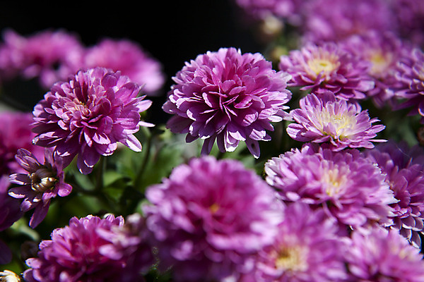 포토 JPG 해외이미지 식물 꽃잎 꽃 분홍색 백그라운드 잎 꽃무늬 패턴 자연 국화 사람없음 장식 여름 보라색 해외202004 해외포토 계절 컬러 무늬 생태계 파일형식 이미지허브