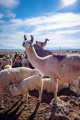 포토 JPG 해외이미지 동물 공원 야생동물 여행 밭 포유류 자연 산 털 국립공원 풍경 사람없음 갈색 머리 미국 사막 흰색 그룹 황무지 군중 방목 고도 칠레 남쪽 양모 라마 볼리비아 알파카 페루 해외202004 해외포토 공공시설 컬러 북아메리카 농업 아메리카 사람 신체부위 직물 남아메리카 축산업 방향 생태계 파일형식 이미지허브